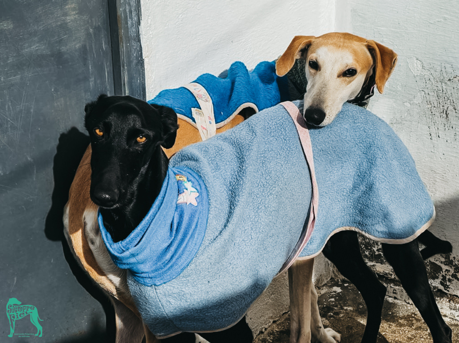 Colaboramos con Siempre Fiel Protectora